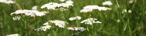 Native Plants of the Maritimes