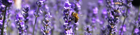 Pollinator Paradise Collection