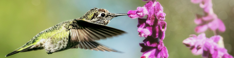 Hummingbird Collection