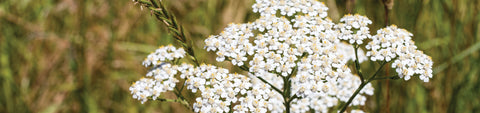 Yarrow Seeds