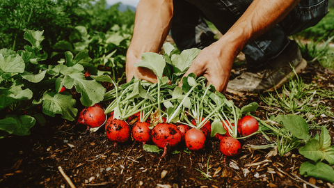 Successive Sowing Seeds