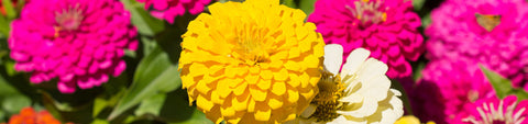 Zinnia Seeds