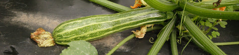 Zucchini Seeds