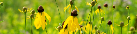 Native Plants of the Prairies