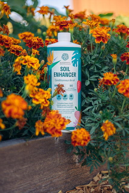marphyl organic liquid fertilizer MARPHYL Organic Soil Enhancer – West Coast Seeds