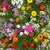 Fragrant Flower Blend