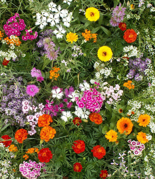 west coast seeds wildflower mix Fragrant Flower Blend