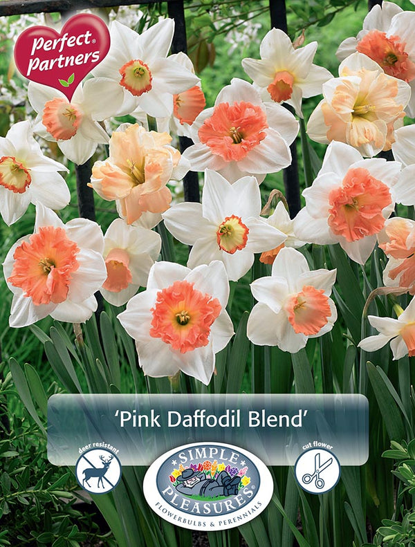 Narcissus Pink Blend 10/pk