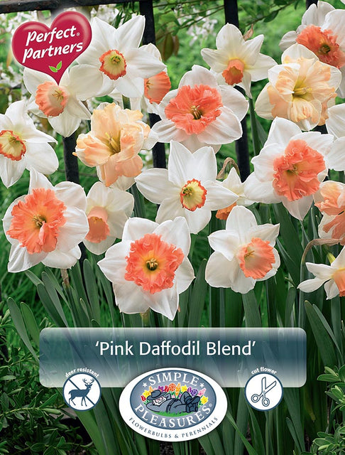 Narcissus Pink Blend 10/pk