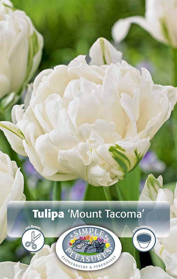 Tulip Mount Tacoma 5/pk