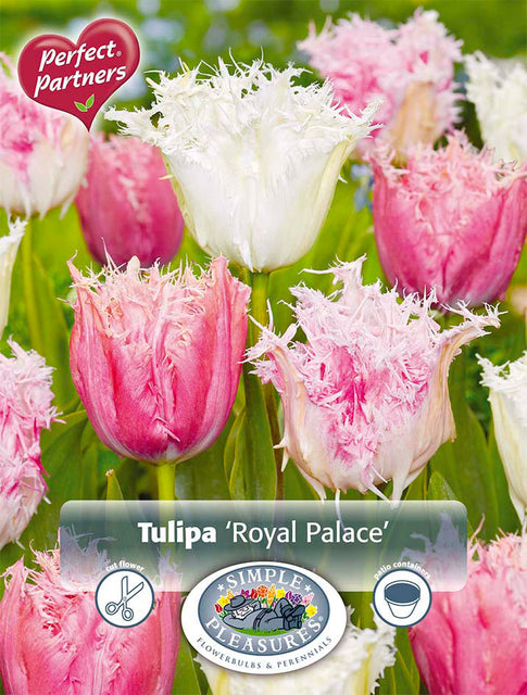 Tulip Royal Palace 8/pk
