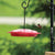 Tray Hummingbird Feeder