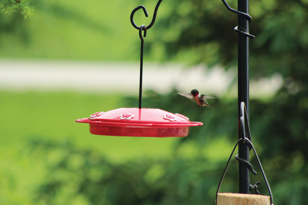 Tray Hummingbird Feeder