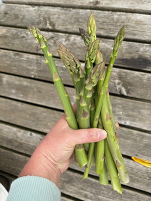 corn plant family Dracaena Massangeana Mass Cane Stump Form, Corn Plant main image 0