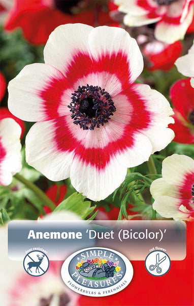 Anemone Duet 15pk – West Coast Seeds