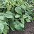 Goliath Certified Organic