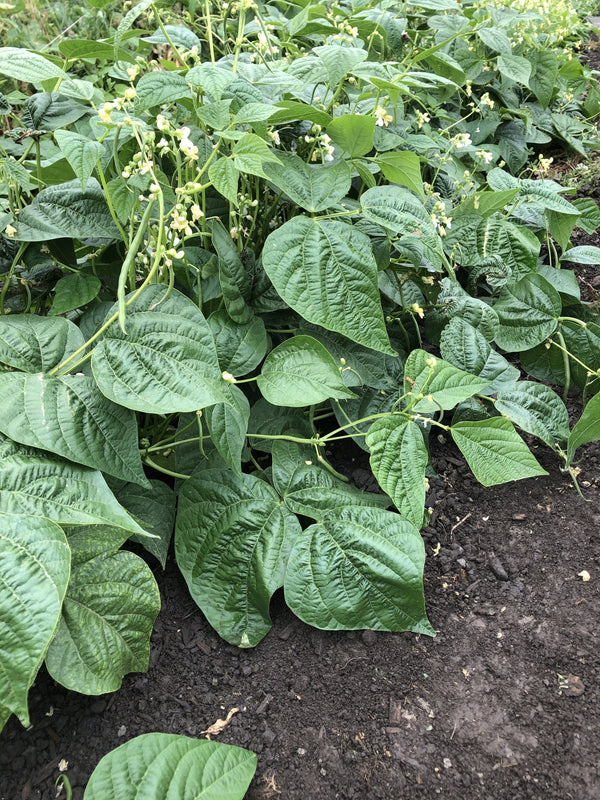 Goliath Certified Organic