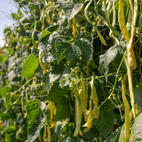 Golden Gate Organic
