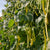 Golden Gate Organic