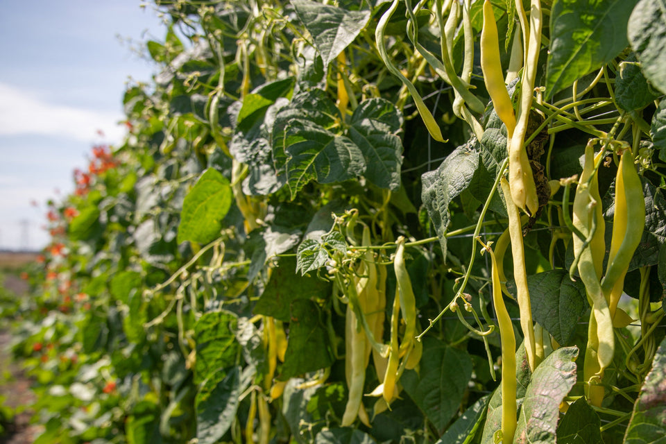 Golden Gate Organic