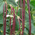 Red Noodle