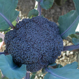 Purple Magic F1