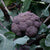 Purple Magic F1