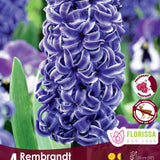 Hyacinth Rembrandt 4/pk