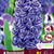 Hyacinth Rembrandt 4/pk