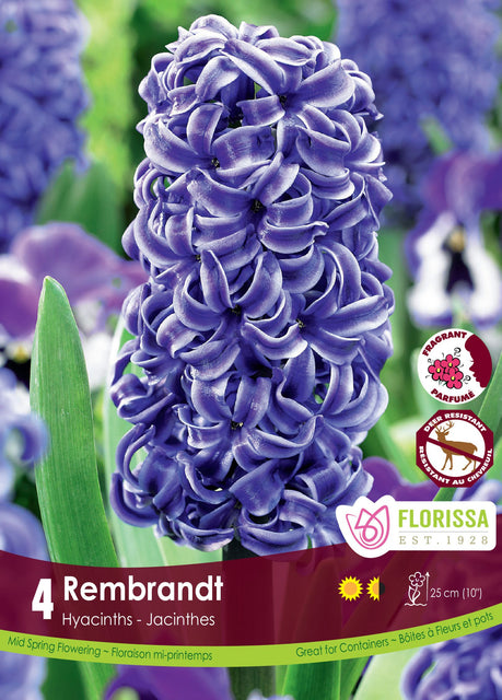 Hyacinth Rembrandt 4/pk