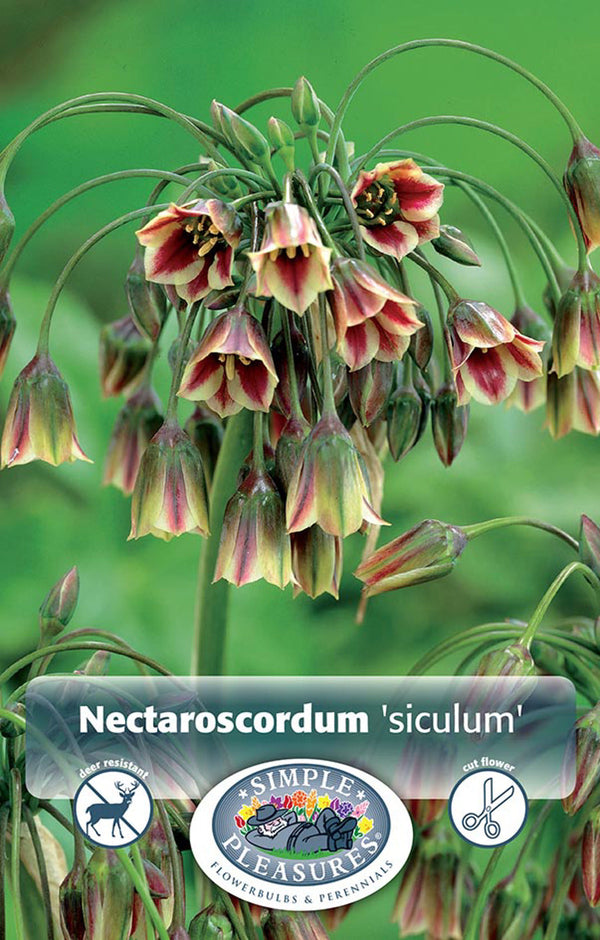 Allium Nectaroscordum 15/pk