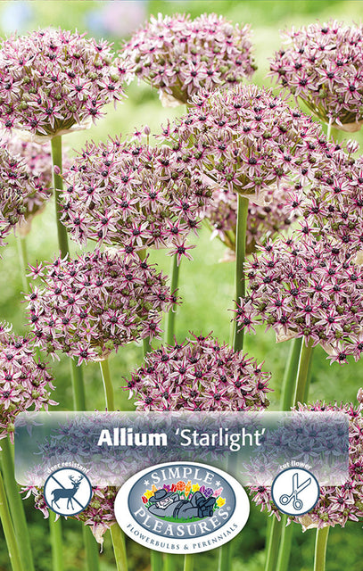 Allium Starlight 5/pk