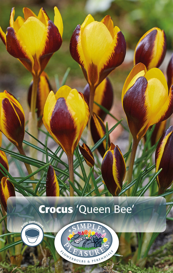 Crocus Queen Bee 10/pk