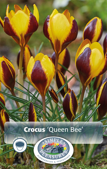 Crocus Queen Bee 10/pk