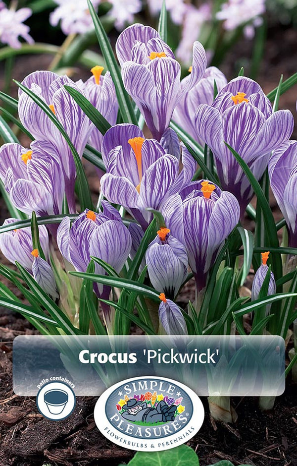 Crocus Pickwick 15/pk