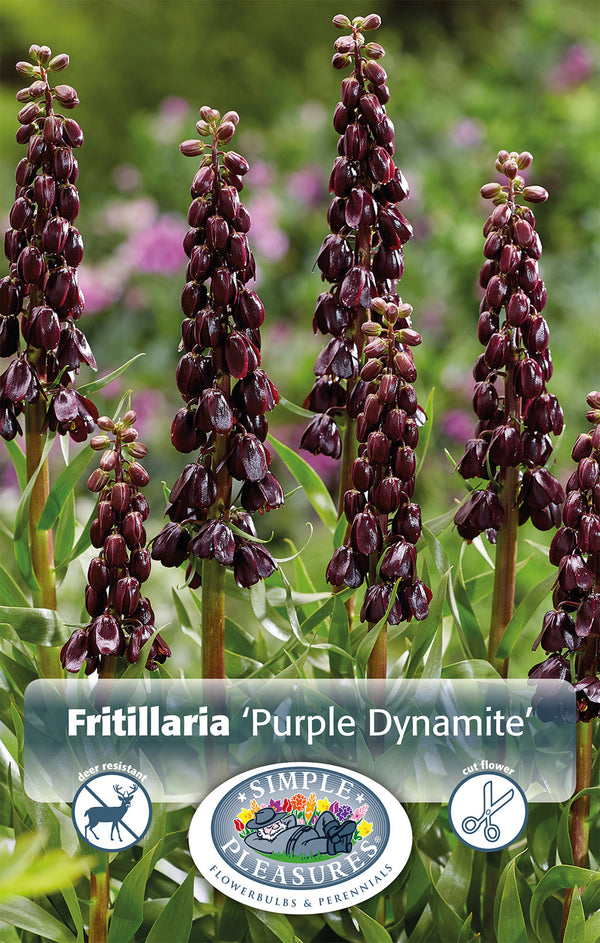 Fritillaria Purple Dynamite 1/pk