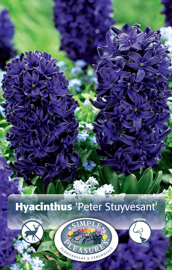 Hyancith Peter Stuyvesant 4/pk