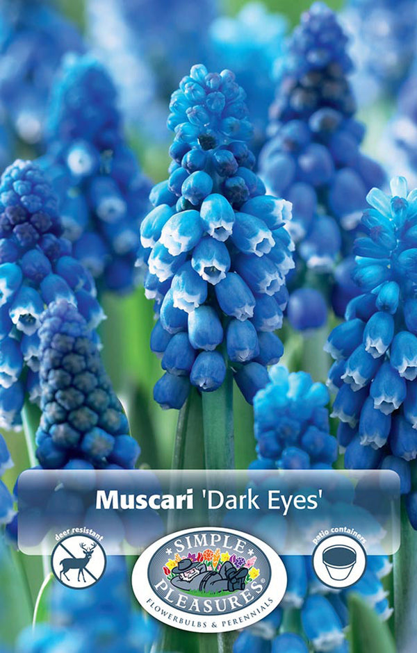 Muscari Dark Eyes 10/pk