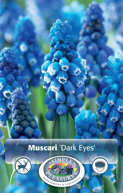 Muscari Dark Eyes 10/pk
