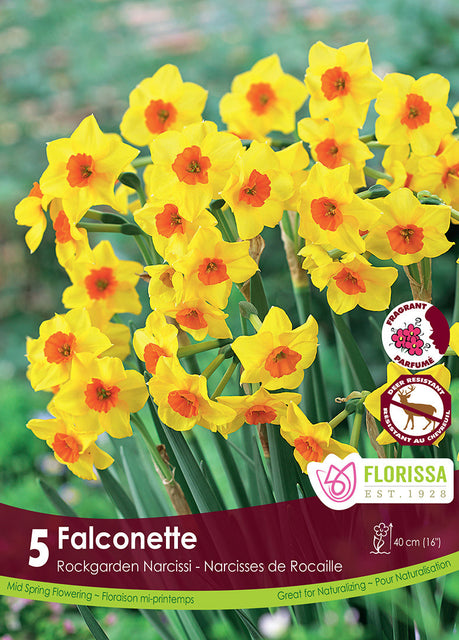 Narcissus Falconet Rockgarden 5/pk