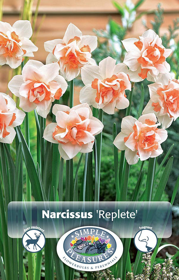 Narcissus Replete 5/pk