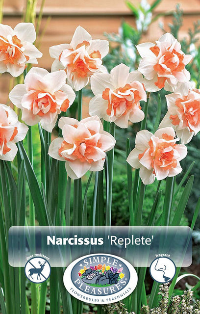 Narcissus Replete 5/pk