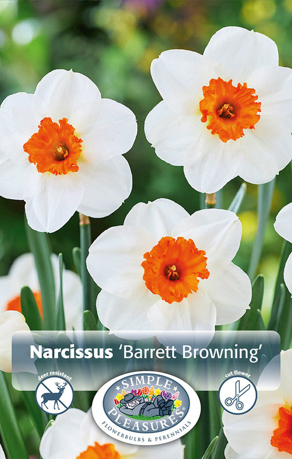 Narcissus Barret Browning 5/pk