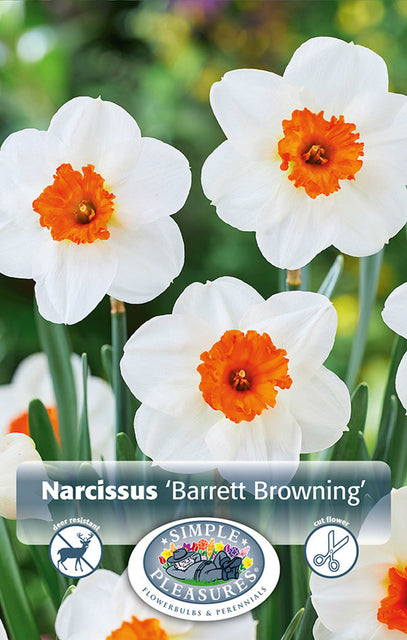 Narcissus Barret Browning 5/pk