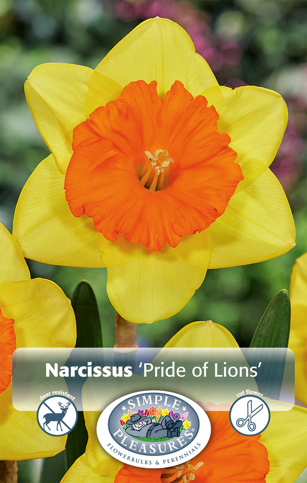 Narcissus Pride of Lions 5/pk