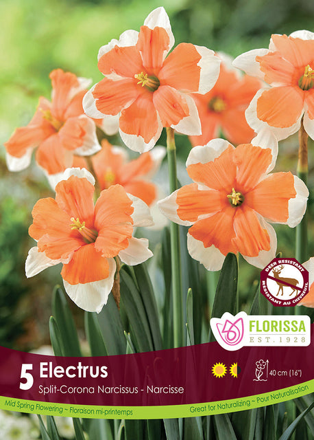 Narcissus Electrus 5/pk