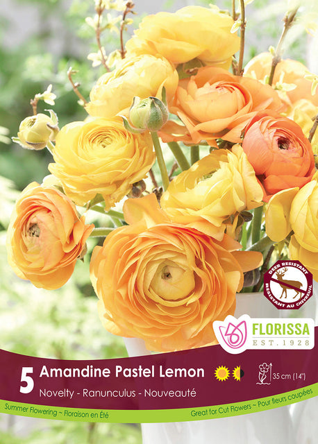 Ranunculus Pastel Lemon 5/pk
