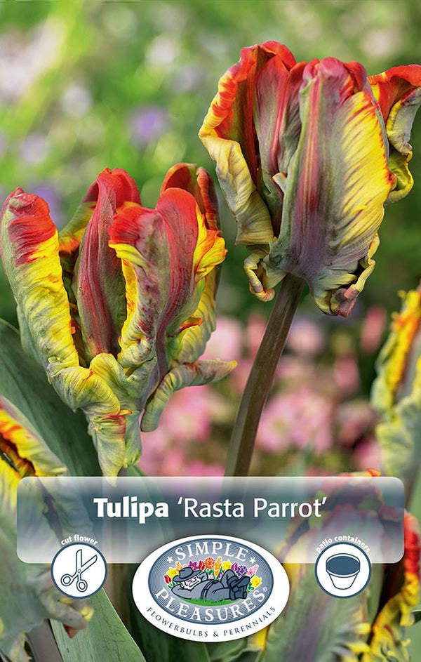 Tulip Rasta Parrot  5/pk