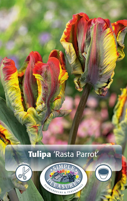 Tulip Rasta Parrot  5/pk