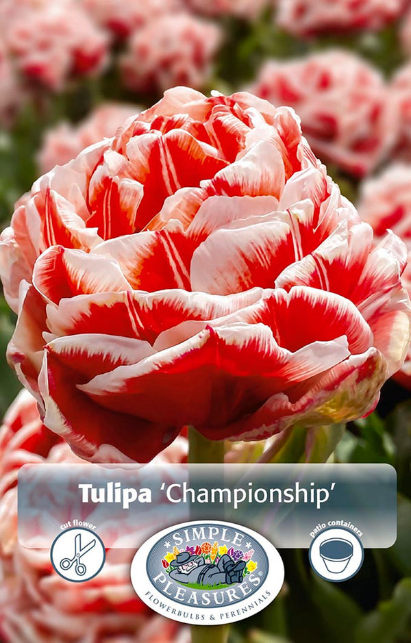 Tulip Championship 5/pk